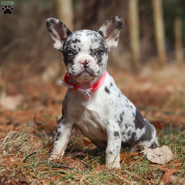 Sprinkles, French Bulldog Puppy